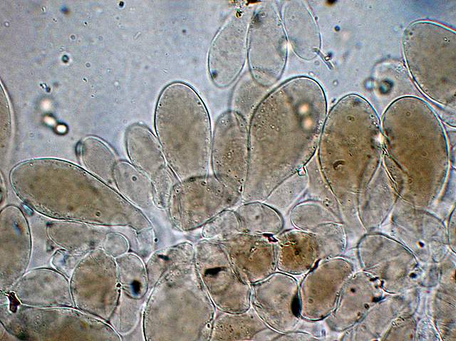 La  Flora  micologica  Alsaziana